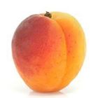 Picture of APRICOT  