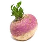 Picture of TURNIP