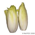 Picture of WITLOF WHITE TWIN PACK