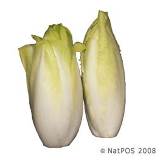 Picture of WITLOF WHITE TWIN PACK