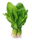Picture of SPINACH ENGLISH  