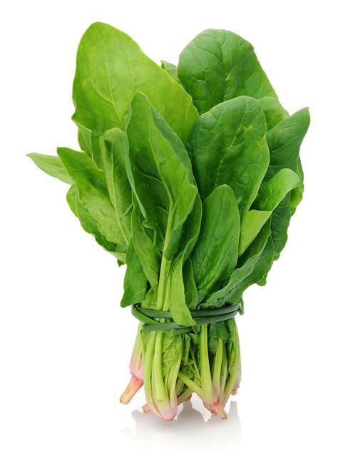 Picture of SPINACH ENGLISH  
