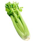 Picture of CELERY BUNCH  