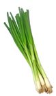 Picture of ONION SPRING BUNCH