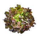 Picture of LETTUCE, OAK RED HYDROPONIC