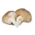 Picture of MUSHROOM OYSTER 150g PACK 