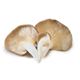 Picture of MUSHROOM OYSTER 150g PACK 