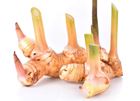 Picture of FRESH GALANGAL ROOT 