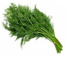 Picture of HERBS DILL