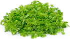 Picture of HERBS CHERVILL