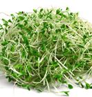 Picture of ALFALFA SPROUTS 125G