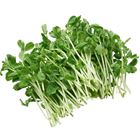 Picture of SNOWPEA SPROUTS 125G