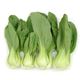 Picture of BOK CHOY BUNCH