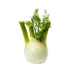 Picture of FENNEL (ANISEED)