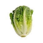 Picture of LETTUCE, LOOSE BABY COS