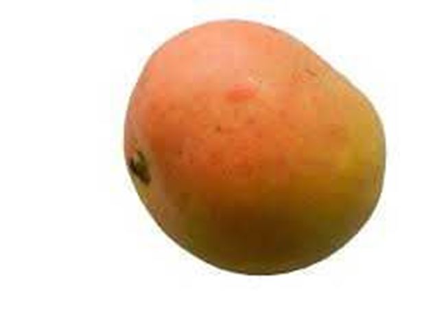 Picture of MANGO REGULAR