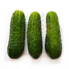 Picture of GHERKINS FRESH Approx 500g