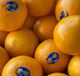 Picture of ORANGE EASY PEEL (BULK PER KG)